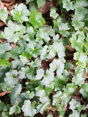 Centella asiatica