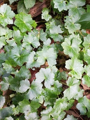 Centella asiatica