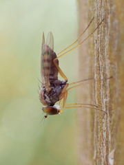 Dytomyia sordida