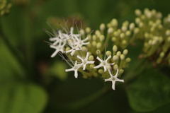 Clerodendrum colebrookianum