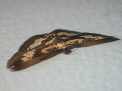 Peratophyga bifasciata