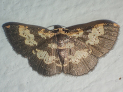 Peratophyga bifasciata