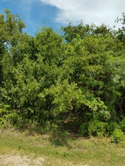 Sarcomphalus pedunculatus