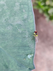 Ischiodon scutellaris