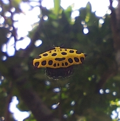 Gasteracantha