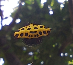 Gasteracantha