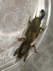 Gryllotalpa australis