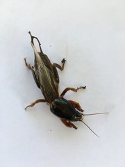 Gryllotalpa australis