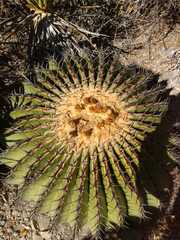 Echinocactus platyacanthus
