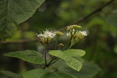 Clerodendrum colebrookianum