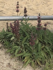 Salvia spathacea