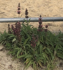 Salvia spathacea