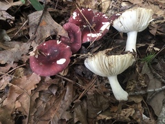 Russula vinacea