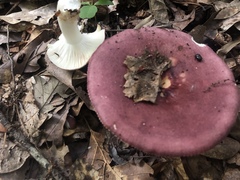 Russula vinacea