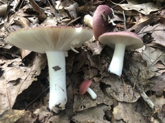Russula vinacea