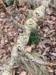 Euhexomyza schineri