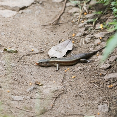 Eutropis carinata