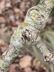 Euhexomyza schineri