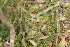 Stenanthera conostephioides