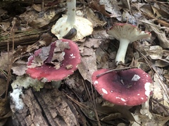 Russula vinacea