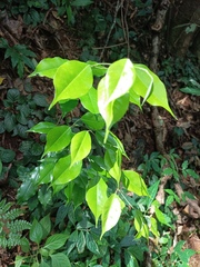 Ficus benjamina
