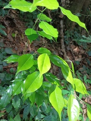 Ficus benjamina