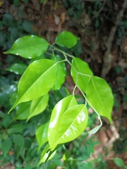 Ficus benjamina