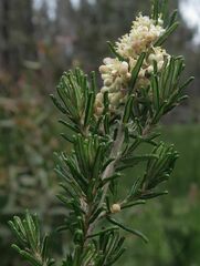 Pomaderris phylicifolia ericoides