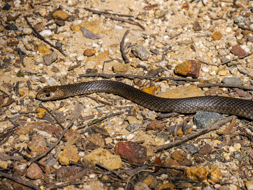 Eastern Brown Snake sighting