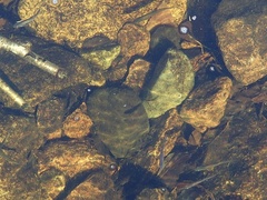 Rhinichthys atratulus