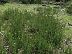 Pomaderris phylicifolia ericoides