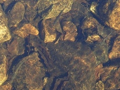 Rhinichthys atratulus