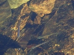 Rhinichthys atratulus