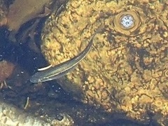 Rhinichthys atratulus