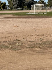 Charadrius vociferus