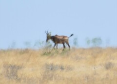 Alcelaphus buselaphus caama