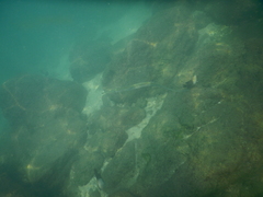 Fistularia commersonii