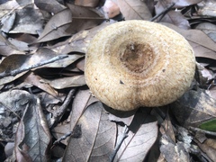Lactarius romagnesii