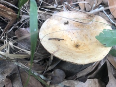 Lactarius romagnesii