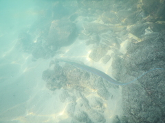 Fistularia commersonii