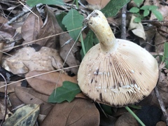 Lactarius romagnesii