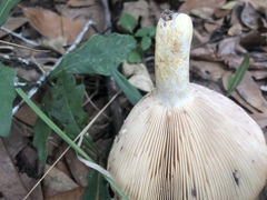 Lactarius romagnesii