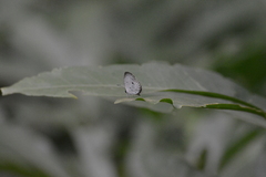 Neopithecops zalmora