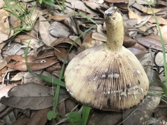 Lactarius romagnesii