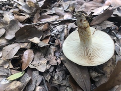 Lactarius romagnesii