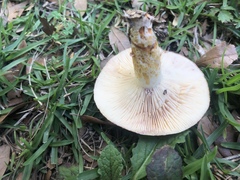 Lactarius romagnesii