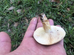 Lactarius romagnesii