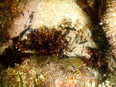 Holothuria lubrica