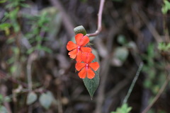 Impatiens walleriana