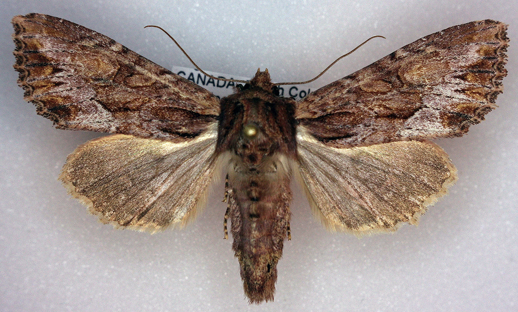 Apamea antennata